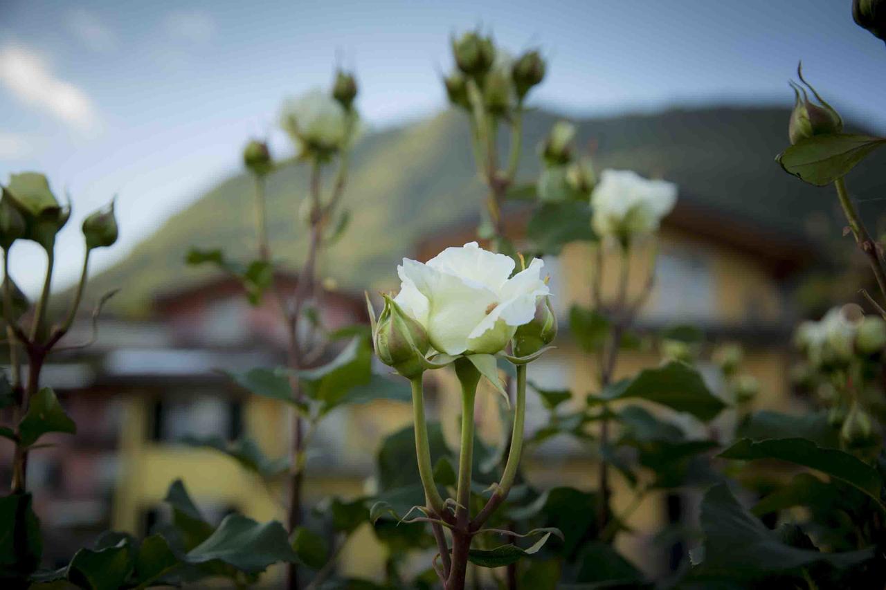 La Collina Degli Ulivi Διαμέρισμα Vercana Εξωτερικό φωτογραφία